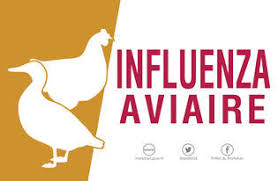 Grippe aviaire : déclaration obligatoire des propriétaires de basses-cours  - Grainville-la-Teinturière